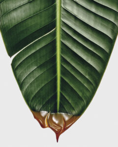 Banana Toffe 1 LOEWE Ingredients 26 1