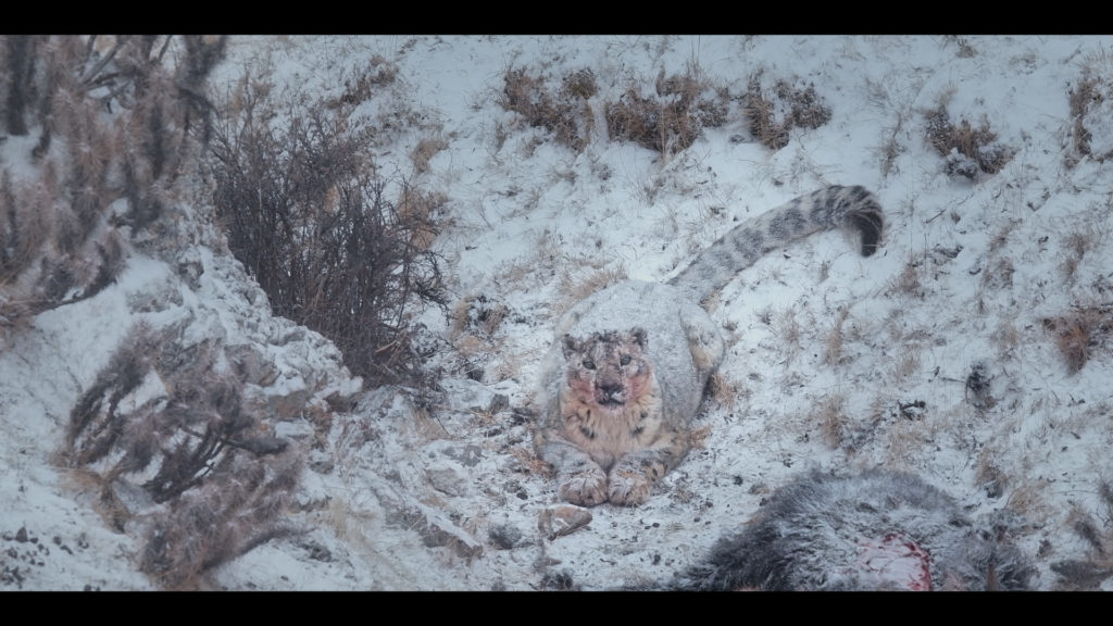 El leopardo de las nieves el mito felino del Himalaya 4