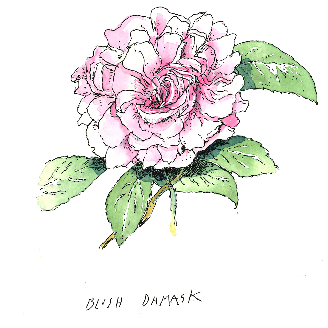 ROSA BLUSH DAMASK JACOBO PEREZ ENCISO Real Jardín Botánico y Chanel