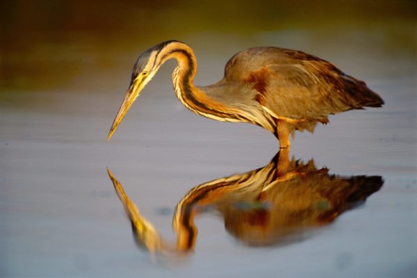 garza scaled e1668447992718