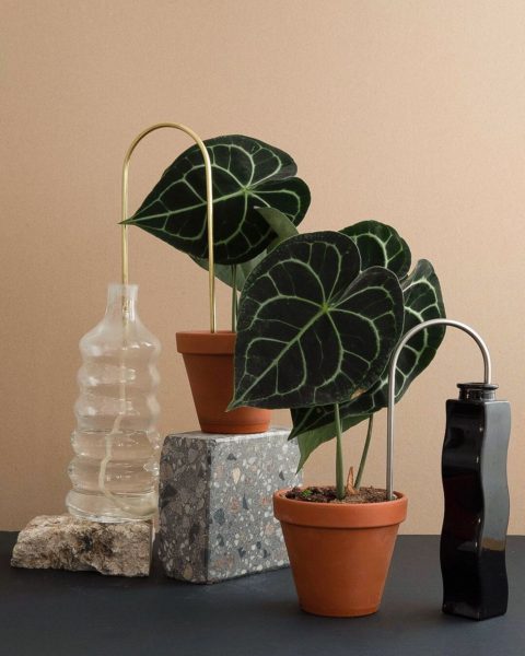 place on it plantstraw 2 e1646067381199