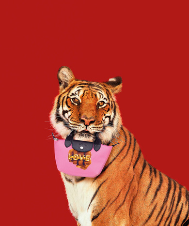 tigre 3